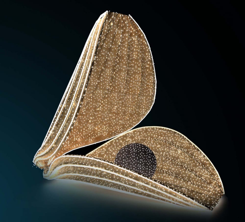 Seashell 01