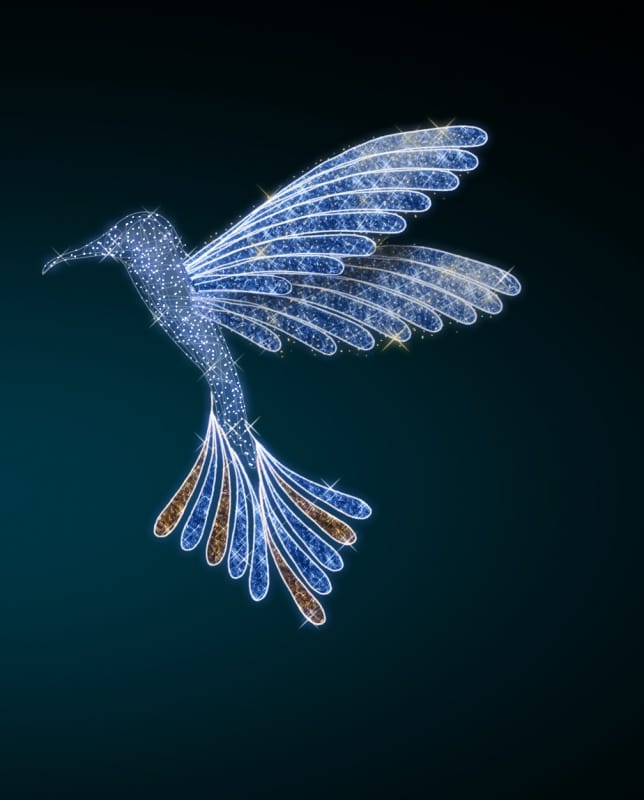 Colibri 019/2020